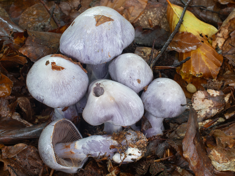 Cortinarius alboviolaceus